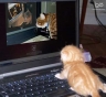 Cat computer